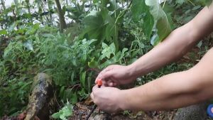 20PCS Adjustable Irrigation Dripper Sprinkler Spray Sprinkler 1/4 Inch Emitter Dripper Sprinkler System