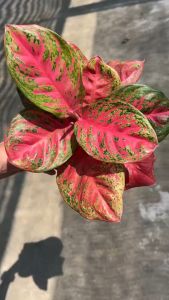 อโกลนีมา สมบัติสยามใบกลม Aglaonema sp. ‘Sombatsiam’ Chinese Evergreen