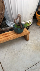 Cây Túc Mini Bonsai Để Bàn 8x4x8cm - Chậu Gốm Mini Cây Cảnh Trang Trí Văn Phòng