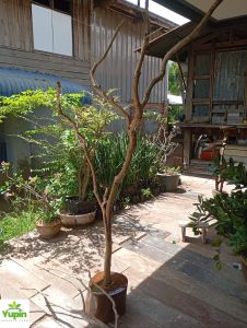 คอนกทำจากไม้จริงขนาด 200 cm