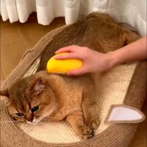 Pet Brush 3 in 1 Steam Brush For Cat Massage Dog Brush Cat Brush Pet Grooming Comb Hair Removal