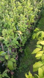 พุทราแดงอินเดีย  ต้นแข็งแรงพร้อมปลูก