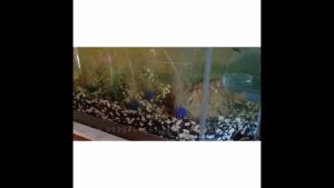 SUNSUN ปั๊มลมอ๊อกซิเจน ตู้ปลา แบบลูกสูบ รุ่น ACO-001 (20 วัตต์) - ประหยัดพลังงาน, ปลอดภัย, มีใบพัดแรงเหวี่ยงสูง, สามารถสูบน้ำกรองและออกซิเจนได้, แยกต่อหัวออกซิเจนได้อีก 6 หัว, หมายเหตุ: ใช้ได้กับตู้ปลา, ตู้กุ้ง, อ่างเลี้ยง, มี goog กันน้ำ, ฉนวนสูง, พลังงานประหยัด, มีสัญญาณรบกวนต่ำ, และเชื่อถือได้