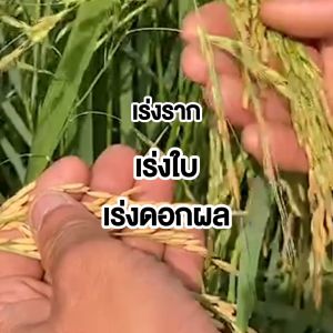 E Nao อีเน่า น้ำฮิวมิคแอซิค จุลินทรีย์ปรับปรุงสภาพดิน ขนาด 1000 มล. 1 ขวด  #130582