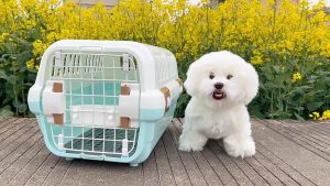 TRENY Cat Carrier Portable Travel Kennel Bag | Sangkar Kucing | Raga Kuching | Dog Carrier | Cat Travel Case