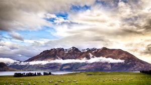 Sunday Pets Gentle Bake Lamb Small & Medium Puppy Dogs - อาหารสุนัขแบบอบ สูตรแกะสำหรับลูกสุนัข 2 เดือนขึ้นไป