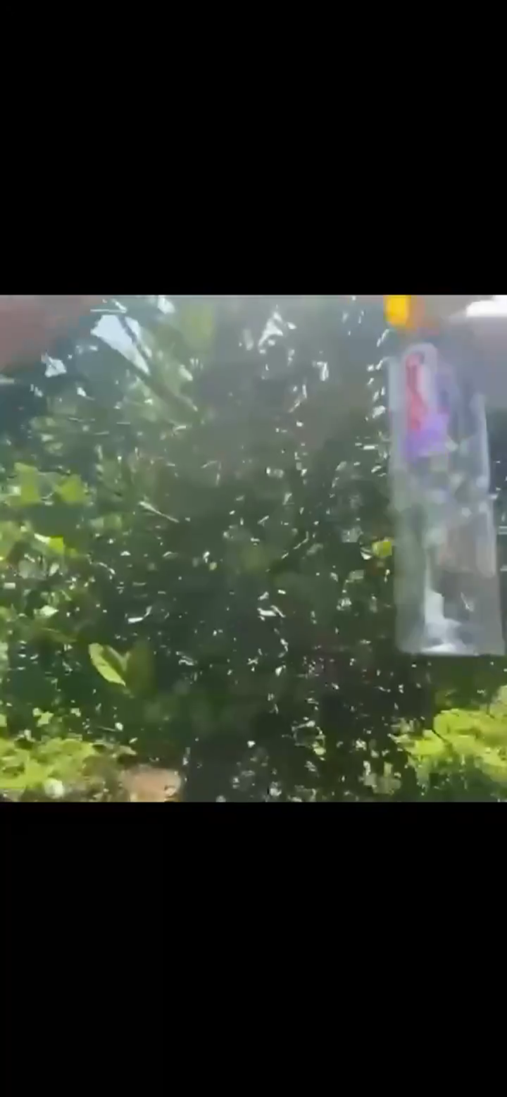 (10ชุด)ชุดฝากับดักแมลงวันทอง (แถมฟรีสารล่อแมลงวันทอง 10 หลอด) ที่ล่อแมลงวันทอง กับดักแมลงวันทอง