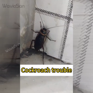 🦎22 years without cockroaches💥 Cockroaches killer Cockroach bait Lipas killer Ubat lipas dalam rumah Precise delivery. Safe for pets risky for cockroachs Racun lipas dalam rumah Ubat lipas rumah 蟑螂药