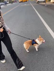 Dog Harness Adjustable Vest Collar Harness Leash For Medium And Large Dogs