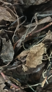 鹿含草 100g Pyrola leaf 鹿衔草 六含草