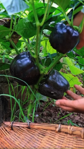 BENIH PAPRIKA UNGU ECER 3 BIJI bibit tanaman paprika ungu purple star cabai sweet chilli