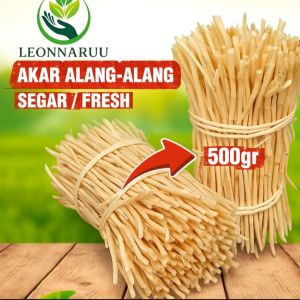 Akar Alang-alang Segar Asli Original Fresh 500gr