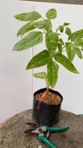 ต้นถั่วฝักยาว ส่งพร้อมถุงเพาะ 5.5นิ้ว ถั่วฝักยาว ตันถั่ว