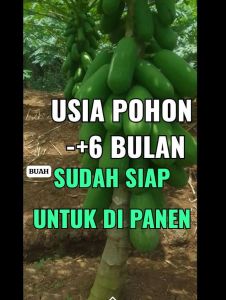 Biji pepaya california pilihan  isi 115 butir mudah tumbuh cepat berbuah cepat panen