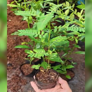 Giống cây Diệp Hạ Châu cây chó đẻ dược liệu giống cây dươc liệu cây thuốc Nam Diệp Hạ Châu