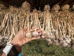 กระเทียมไทย แห้งแล้ว15แดด5พึ่งลม พร้อมทาน