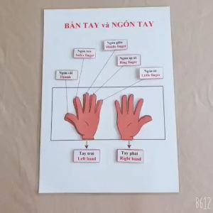 Học liệu bóc dán Montessori Bàn tay và Ngón tay - Giáo cụ montessori Giáo cụ mầm non