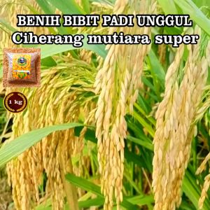 COD BENIH BIBIT PADI 5 KG CIHERANG MUTIARA SUPER UNGGUL BERKUALITAS HASIL MELIMPAH
