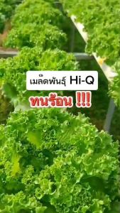 fillice iceberg (ฺFrillcrisp) Hi-Q  (ไม่เคลือบ) ทนร้อน เมล็ดสีดำ