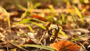 8PCS Incense Burner Pot Ash Collection Mat Fireproof Pad Flame-Retardant Cotton Sticker Incense Roll Combustion Rod Coil Incense Cotton 防火棉 香炉垫