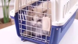 Pet Travel Cage Portable Outdoor Pet Cage Airline Approved Pet Carrier Cage Dog Cat Outdoor Carrier Small Animal Air Box Car Transport Crate Large Standard Size