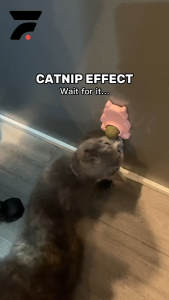 Catnip Ball Mainan Kucing Tempel Bola Berputar Pintar Interaktif Otomatis Hewan Peliharaan Anti Stress Cat Rolling Balls Rumput kucing Snack Camilan Makanan Ekstrak Tumbuhan Alami Bebas Kimia Aman Dijilat Digigit Pet Toys Model Karakter Bergerak Rotating