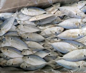 Ikan Asin Selar Murah 1kg /IKAN ASIN SELAR SEGAR FRESH 1kg