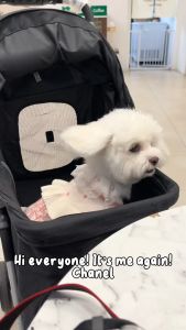 Gentle Paws Plant-Based Pet Cologne: A Guide to Long-Lasting & Alcohol-Free Scents