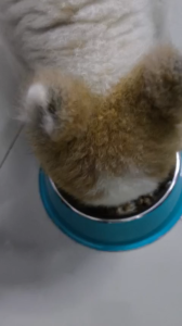 HELLO DOGGY - SÚP GÀ CHẤT LƯỢNG TỐT NHẤT CHO CHÓ - Thức ăn bổ dưỡng được làm bằng cách luột  xé nhỏ