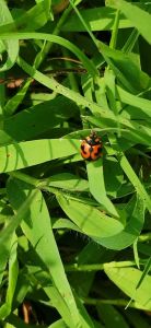 kumbang koksi/ ladybug / kepik pemakan kutu daun