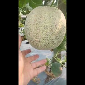 BENIH MELON HIBRIDA ERNI F1 ISI 40 BUTIR CAP MUTIARA BUMI MELON TAHAN VIRUS