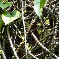 Daun Brotowali | Bratawali segar Obat Herbal 150 Gram. 