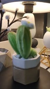 Mini Cactus Pot (Souvenirs Gift Idea Aesthetic Home Decorations)