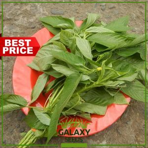 "GalaxySeeds" Saluyot Seeds for Planting Vegetable Plants (100 Seed) Including fertilizer - Ewedu Lalo Jute Plant