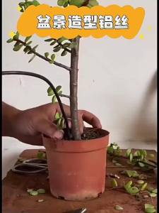 1/2Pcs Garden Plant Support Aluminum Wire Bonsai Training Wire For DIY Bonsai Craft Climbing Vine Tree Shaping Gardening Tool