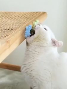 Catnip Ball Rotatable Licking Treat Cat Toy Cat Mint 360 Rotate Wall Toy Mainan Kucing lekat Dinging