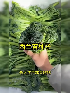 Xilan Moss Seeds Sweet Stem Broccoli Four Seasons Sowing Vegetable Seeds  西兰苔种子