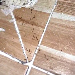 💥หยดเดียวตายยกรัง💥แอนท์ เบท โปร กำจัดมด เจลกำจัดมด เหยื่อกำจัดมด เหยื่อมด เหยื่อล่อมด เจลมด เหยื่อฆ่ามด ยาฆ่ามด