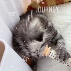 Youngke จุกนมลูกแมว จุกนมสัตว์ จูกป้อนนมแมว, สำหรับสัตว์ขนาดเล็ก