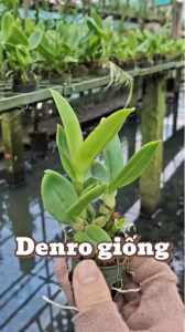 Combo 5c denro giống nhiều màu cao 7-12cm