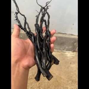HK - Bahan Akar Bahar Hitam Asli Kantoran Kualitas Super