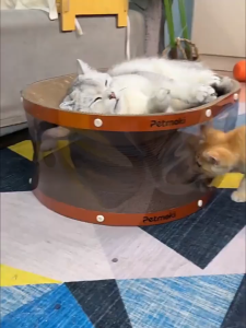 MIZONA 2 In 1 Cat Scratcher And Bed Combo Sofa Protector With Transparent Cat Tunnel Toy For Play And Rest Papan Cakar