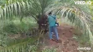 อุปกรณ์เกี่ยวปาล์มน้ำมัน เครื่องตัดปาล์มน้ำมัน เสียมแทงปาล์ม เคียวเกี่ยวปาล์มและใบเลื่อย ความยาวรวมคน 4.80 เมตร มีอนุสิทธิบัตร