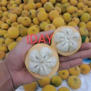buah kecapi fresh matangkuning manisasam 1KG TERMURAH