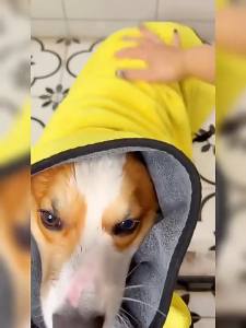 ลักษณะ:ผ้าขนหนูสัตว์เลี้ยงผ้าขนหนูไมโครไฟเบอร์ผ้าขนหนูแมวผ้าขนหนูสุนัขผ้าขนหนูนุ่มดูดซับ