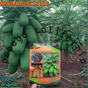 Benih/Bibit Pepaya Californi/calina unggulsuperbuah ebattahan virus 