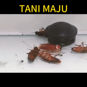 12 pcs/kotak lip tangkap bilik Black Box Trap Killer tidak boleh dimakan selamat/jesun membunuh lipas/259