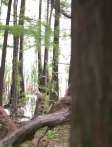 Fashion Green Life COD Duyan outdoor sports camping ice silk hammock with balance beam (no rollover)