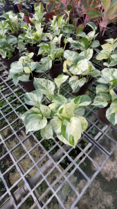 Manjula Pothos - Elegant Variegated Houseplant