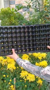 Combo 5 Khay Nhựa Vĩ Nhựa Ươm Hạt Loại Tốt Loại 32  50 72 105 Lổ